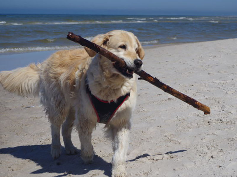 zdjęcie psa na plaży, golden retriever z patykiem w pysku, w tle morze, słoneczny dzień