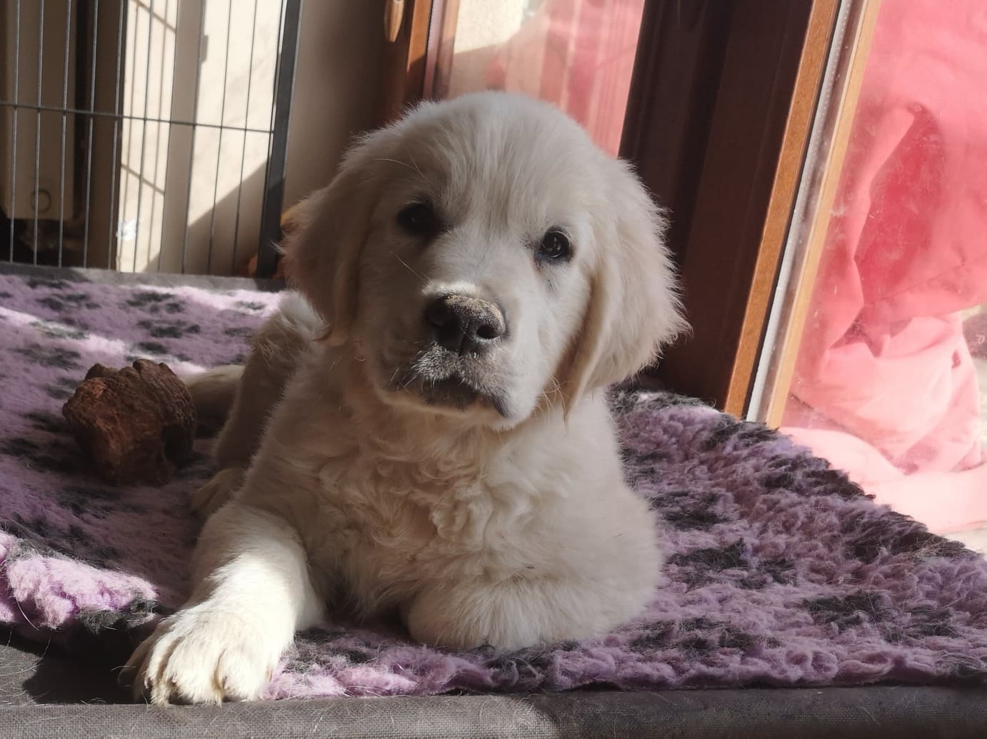 zdjęcie psa, golden retriever, szczeniak